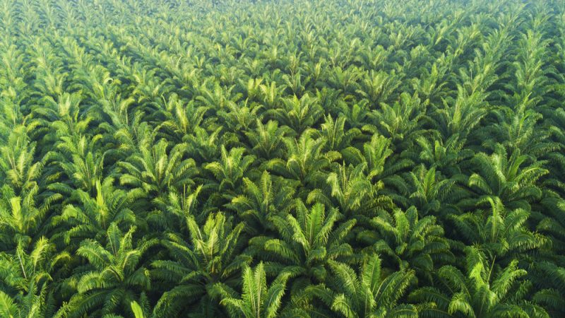 Europe’s palm oil strategy is fading