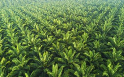La stratégie européenne sur l’huile de palme s’estompe