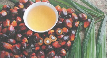 Une Huile de palme pour le marché local