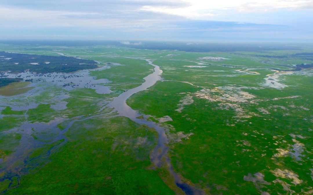 The Untold Story Of Socfin