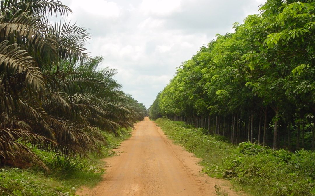 Okomu Oil’s ambition is to be recognized as benchmark for HSE in agric sector – MD