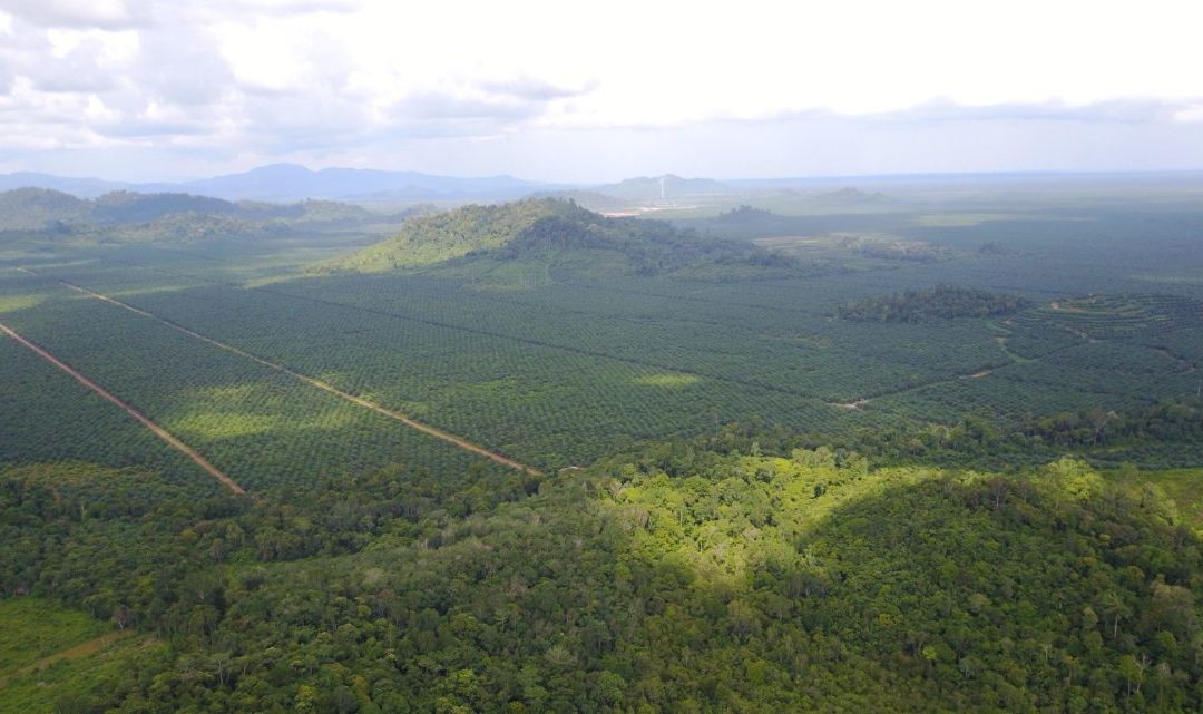 Village forests in an oil palm landscape: can they co-exist?
