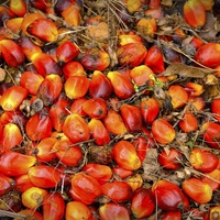 Big strides for sustainable palm oil: RSPO reports 165 percent spike in independent certified smallholders