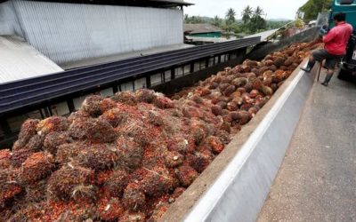 Peut-on vraiment se passer de l’huile de palme?