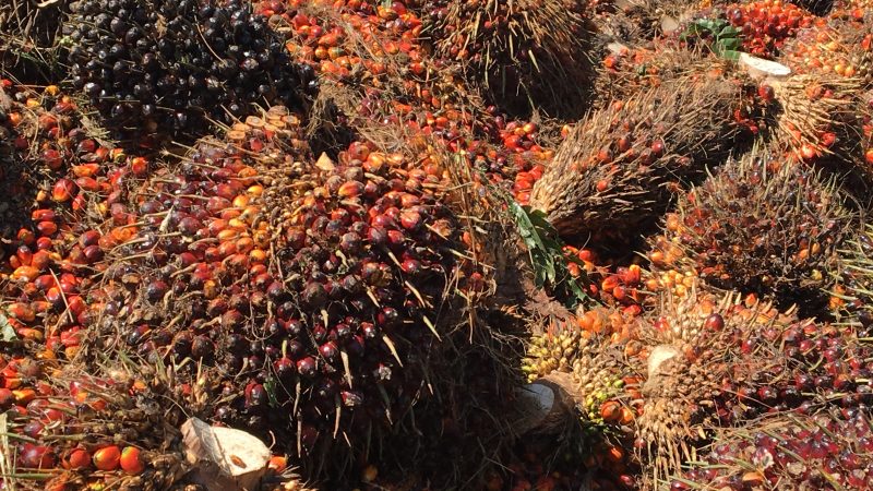 La Malaisie compte sur l’huile de palme durable pour conserver l’accès au marché européen