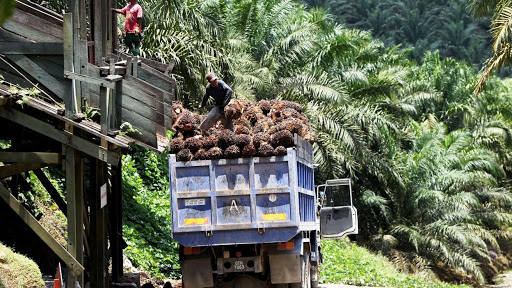Agro-alimentaire: Socapalm investit 150 milliards en vingt ans