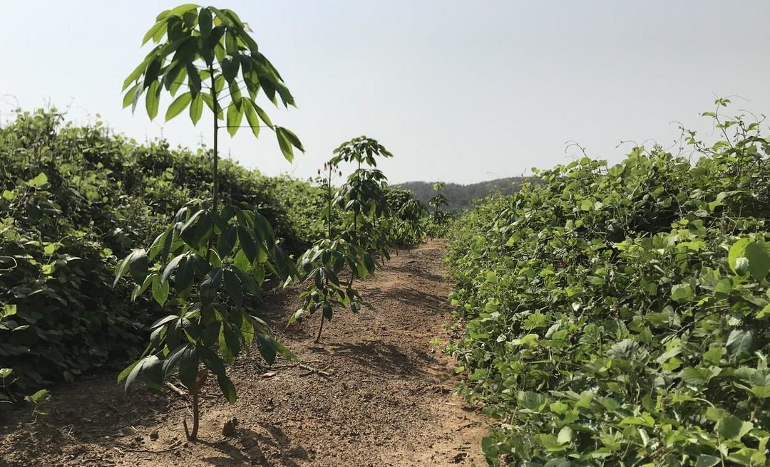 Hévéaculture : comment restaurer la santé des sols après l’abattage d’une plantation de 40 ans ?