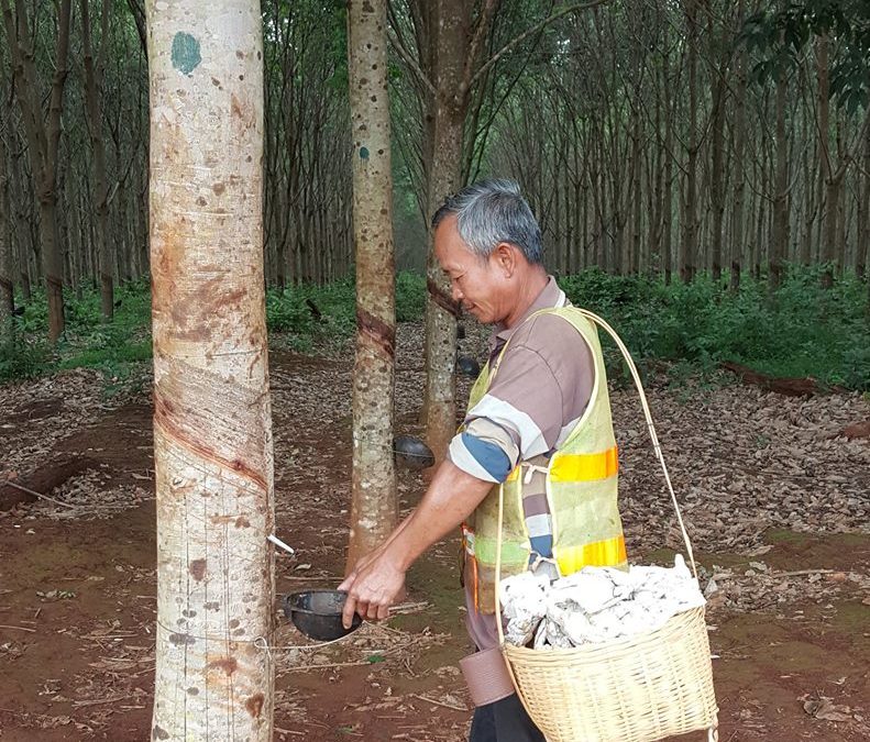 Traditionnal basket to collect cuplumps in the rubber fields in Cambodia