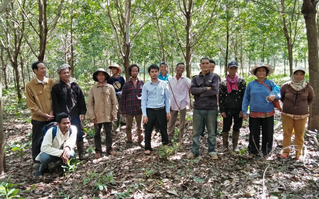 Socfin Cambodia’s technical department conducted a training for smallholders