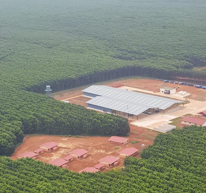 Socfin Cambodia, new rubber factory