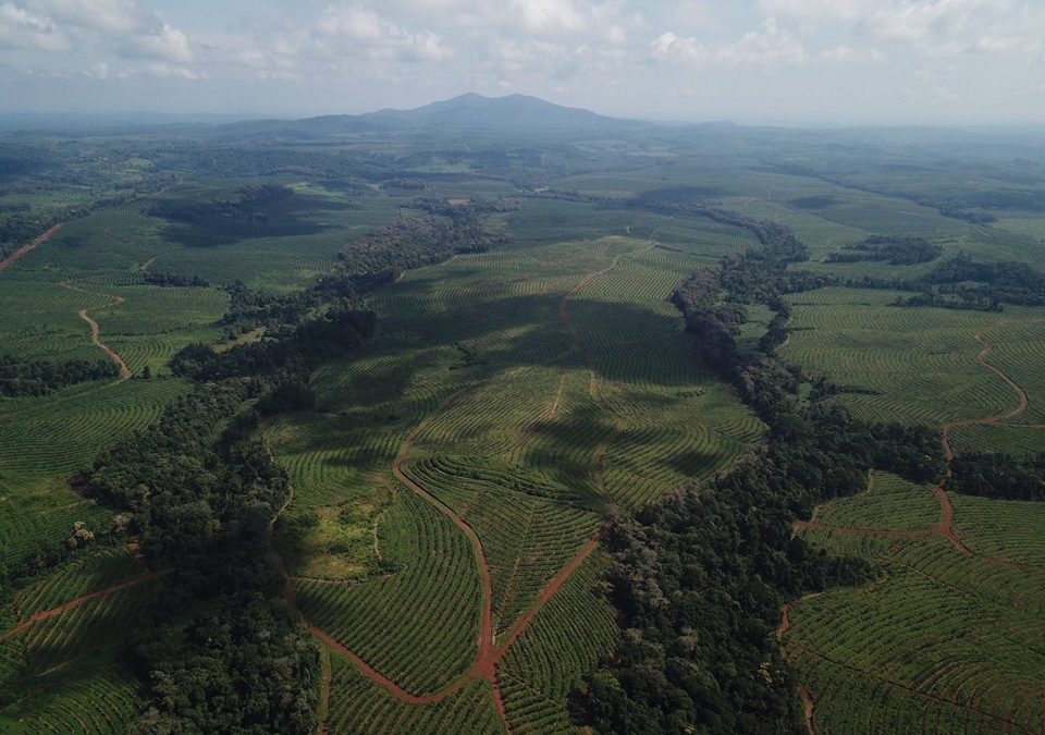 Aerial view of our rubber plantation at Coviphama (Cambodia)